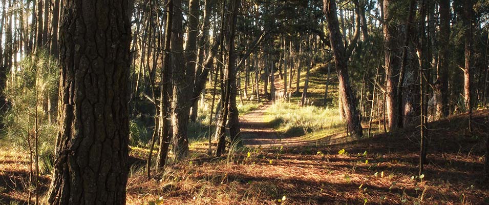 Raihue del Bosque