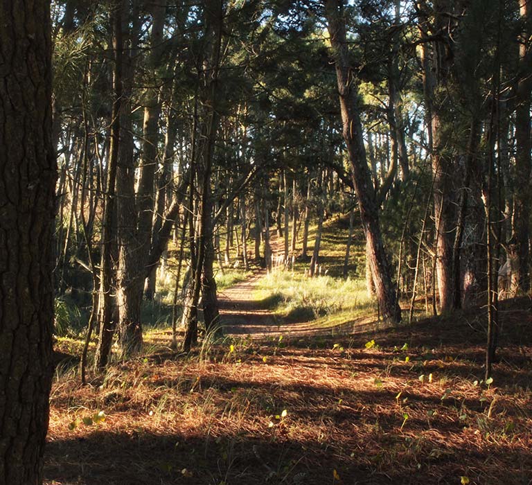 Raihue del Bosque